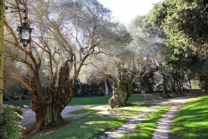 El passeig de les oliveres, amb més de 50 anys d’antiguitat. Fotografia de Juan Pablo Torrents-Faura