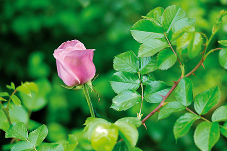 Rosa_Rosa