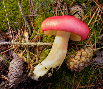 Un exemplar de cualbra vermella (Russula emetica), un bolet amb escàs valor culinari. A la fotografia destacada, Mercè Homar, Maria Alcolado i David Sanmartí, respectivament. Fotografies de Javier Sardá