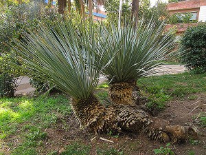 Dues mostres de nolines, una planta originària del desert de la Baixa Califòrnia, a Mèxic. Fotografia de M. Josep Tort