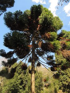 De dalt a baix, el gran roure americà; una de les fonts connectades, i una jardinera amb mates de papir; i l’araucaria australiana. A la imatge destacada, en primer pla, la font més alta de les connectades i, al fons, Can Borni. Fotografies de M. Josep Tort