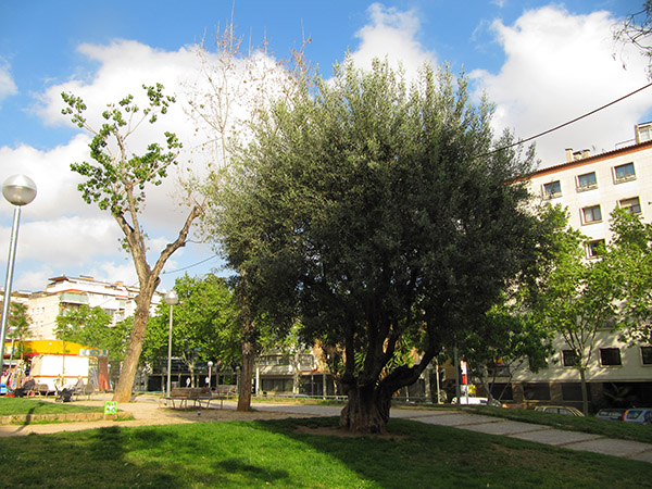 Olivera i pollancre a la cruilla de Ganduxer amb Josep Balarí.