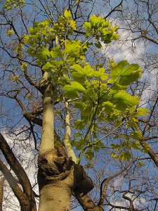 Un arbre tropical poc usual a Barcelona, del gènere Firmiana.
