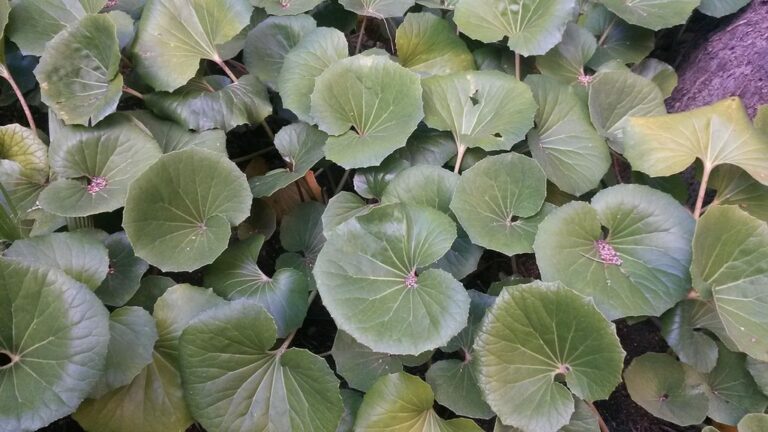 Els jardins de Can Rocamora