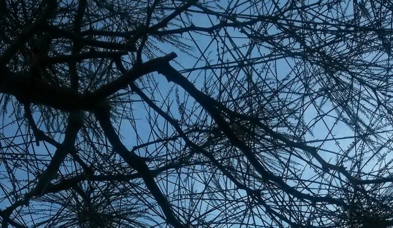Arbres d’alienació a la Via Augusta (entre Diagonal i la plaça Molina)