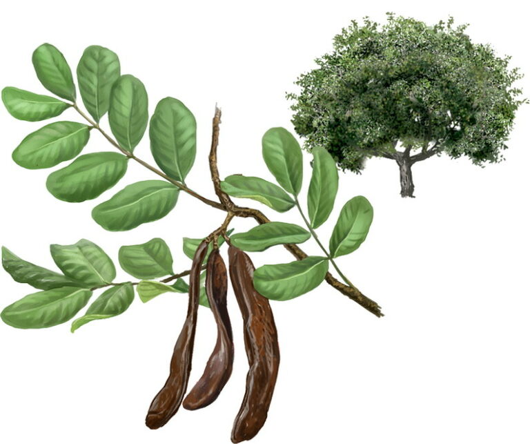 La garrofa