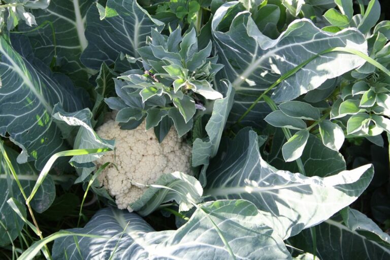 El vinagre de poma,  el bròquil i la coliflor