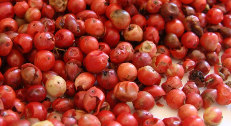 Les herbes aromàtiques, les espècies i el pebre