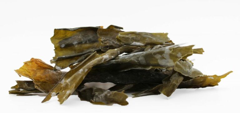 L’alga kombu