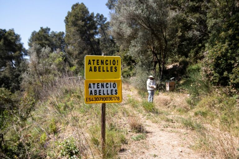 “Les abelles t’obren la ment a la natura”