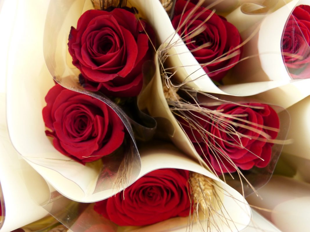 rosa-906439_1920