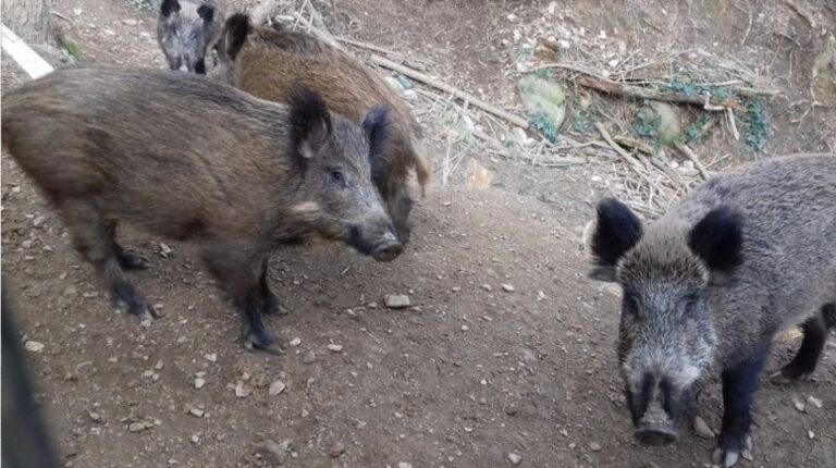 Un veí denuncia l’Ajuntament després de ser mossegat per un senglar al Tibidabo