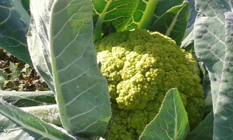 La coliflor i el bròquil  