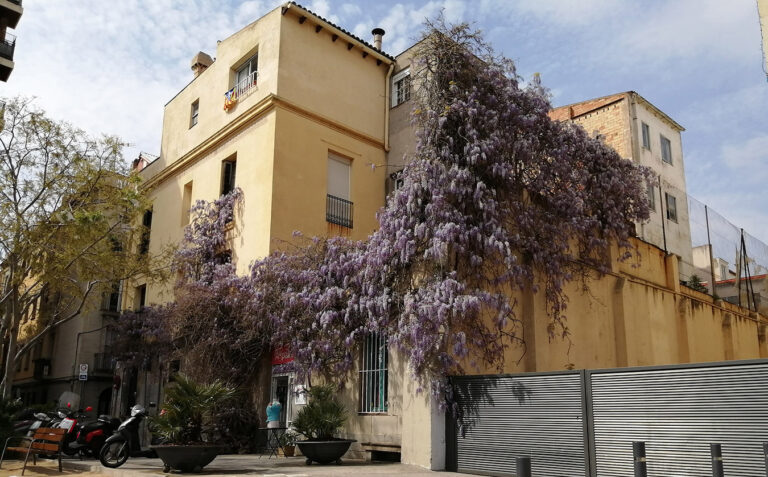 La glicina i la primavera