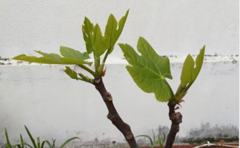 Estic veient com creixen les plantes, per Joaquim Ros