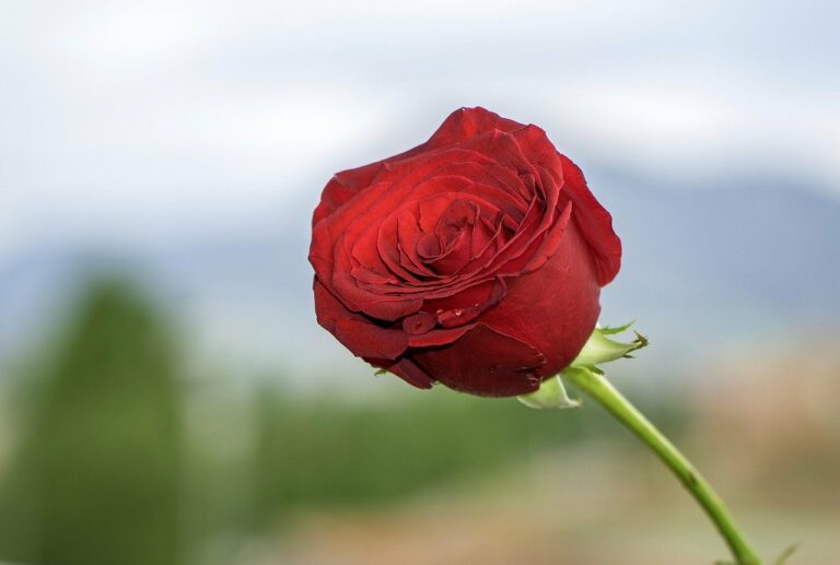 Rosa de Sant Jordi.