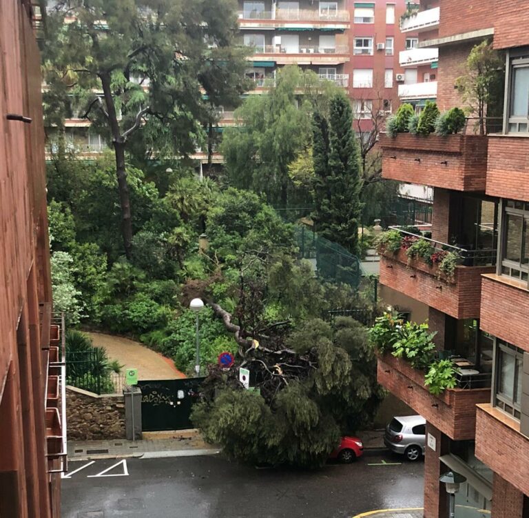 Els Bombers treballen per retirar un arbre que ha caigut als Jardins Moragas