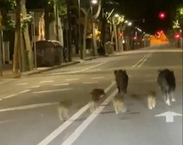 Una parella de senglars amb sis fills passeja per la Bonanova