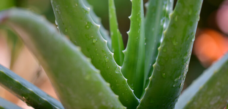 Àloe vera: 12 maneres d’utilitzar aquest ingredient natural