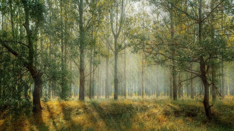Els beneficis de la natura, per Glòria Vilalta