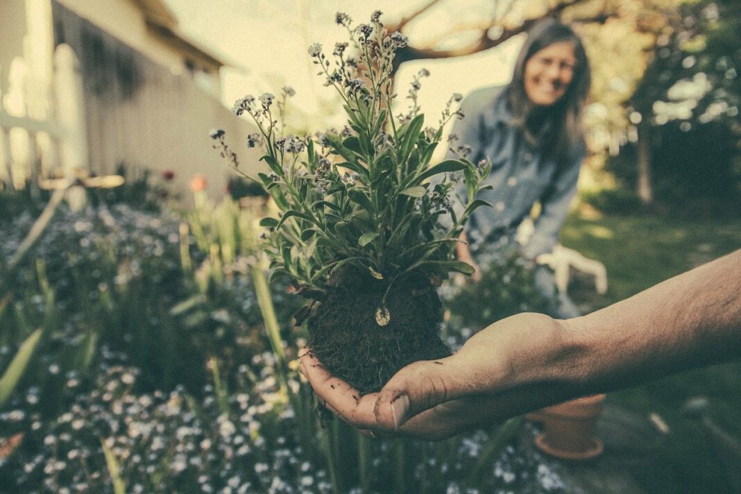Plantes