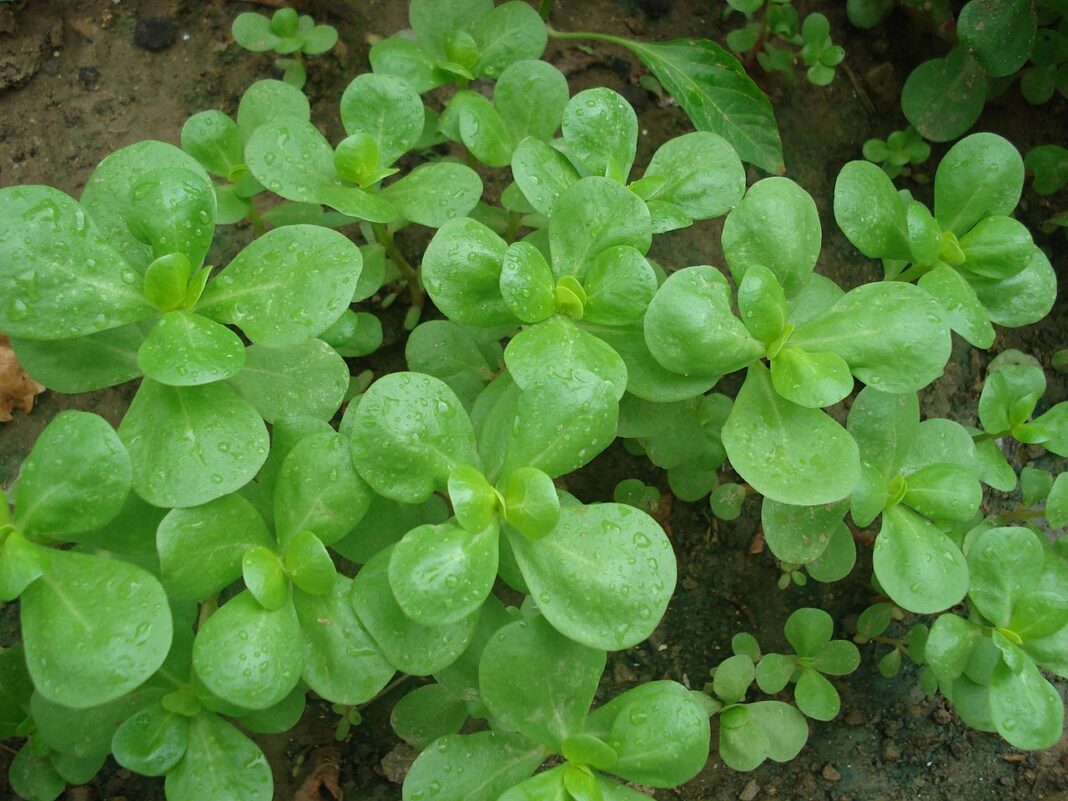 verdolaga