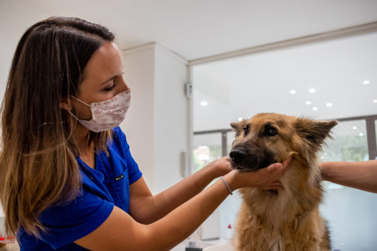 El postoperatori en els animals, per Clàudia Sucarrat