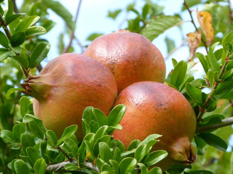 Xarop de magrana o Granadina, vitamina per als malalts