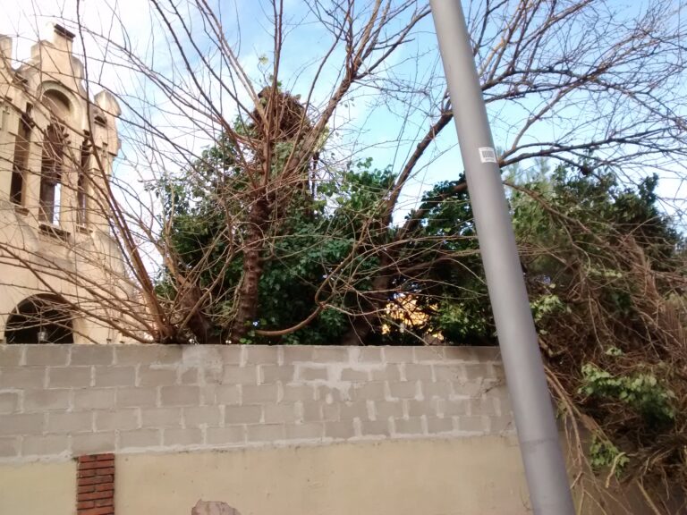 Més degradació a la Casa Tosquella: les ventades fan caure alguns dels seus arbres