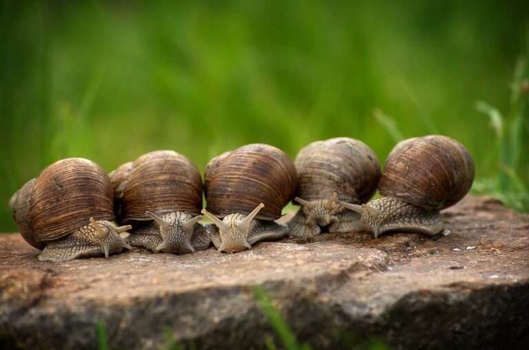 Curiositats sobre els animals