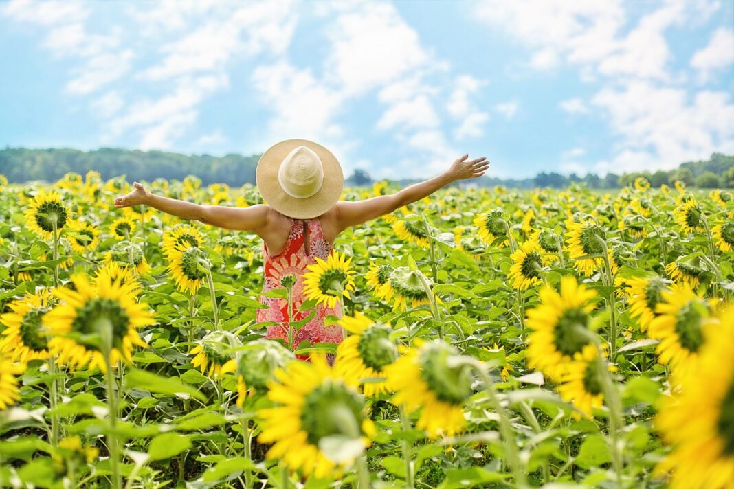 girasols
