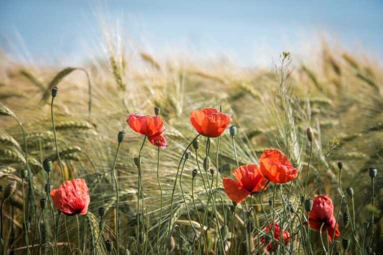 Plantes medicinals per a l’insomni