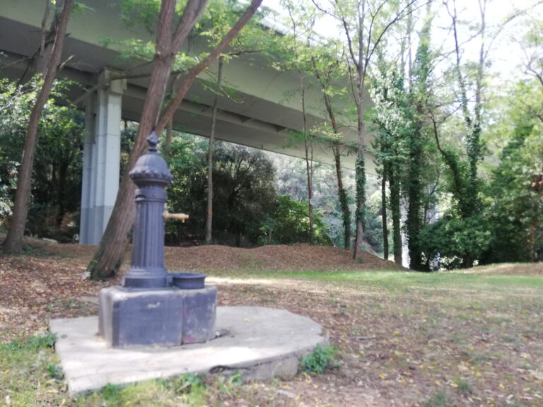 Dos roures bicentenaris s’amaguen a tocar de l’estació dels Ferrocarrils de les Planes