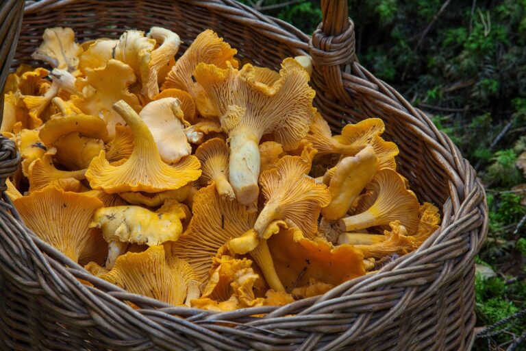 Afrontar la tardor amb energia: taronges, figues, castanyes, bolets…
