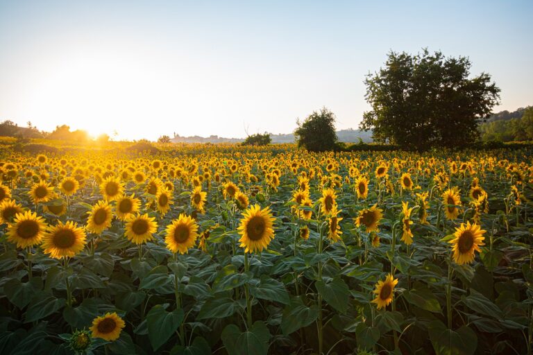 El gira-sol, l’origen d’un oli excel·lent i d’un pinso de gran qualitat pel bestiar