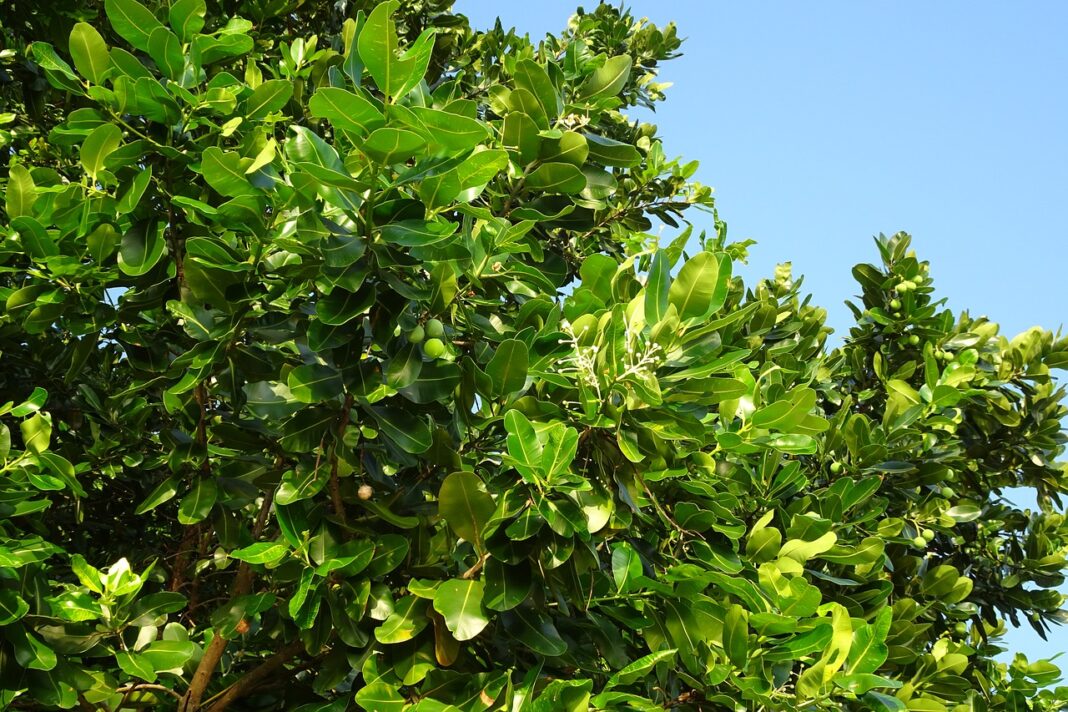 laurel. foto pixabay