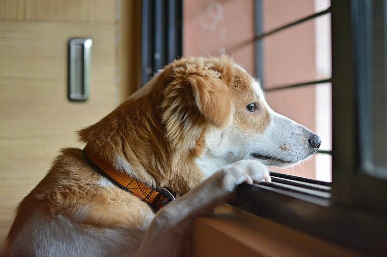 Què canviarà amb la nova llei de protecció animal?