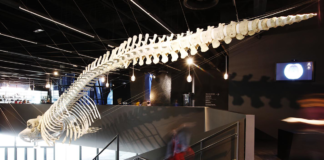 La balena del Museu de Ciències Naturals de Barcelona
