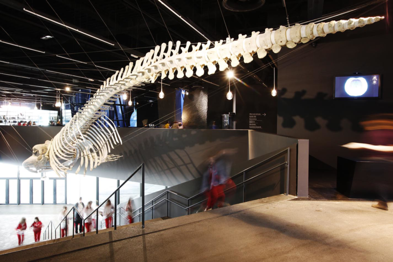 La balena del Museu de Ciències Naturals de Barcelona