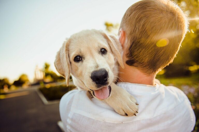 El nou règim jurídic de les mascotes regula la situació en casos de divorci