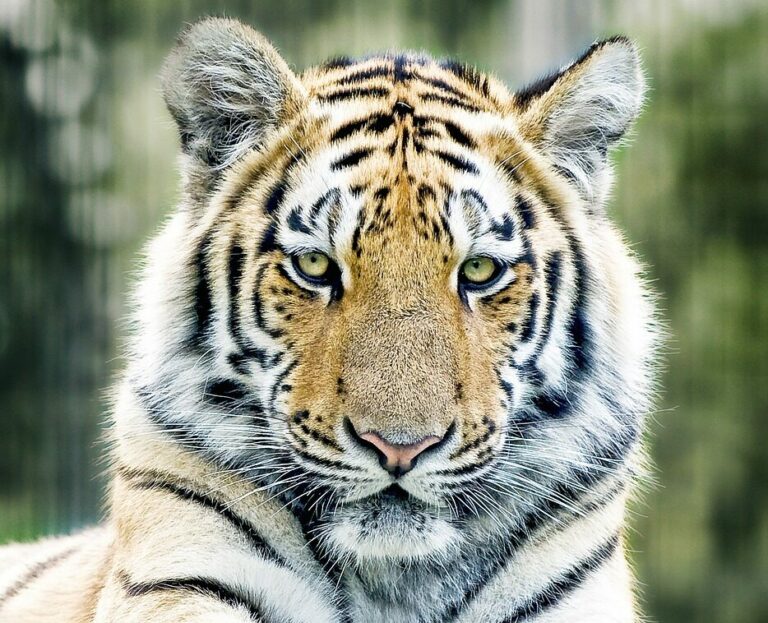 I aquest any, què? Propòsits per l’any del tigre