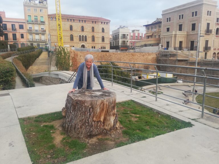 Pins blancs centenaris a Sarrià – Sant Gervasi