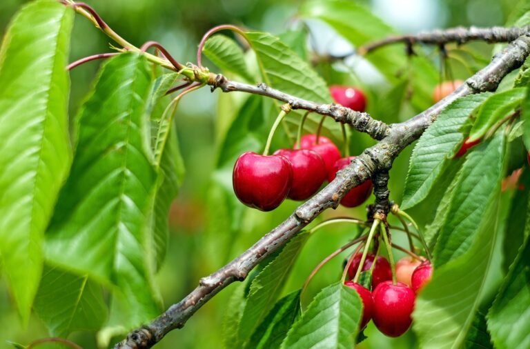 Les cireres, una fruita molt sana de fàcil digestió i depurativa
