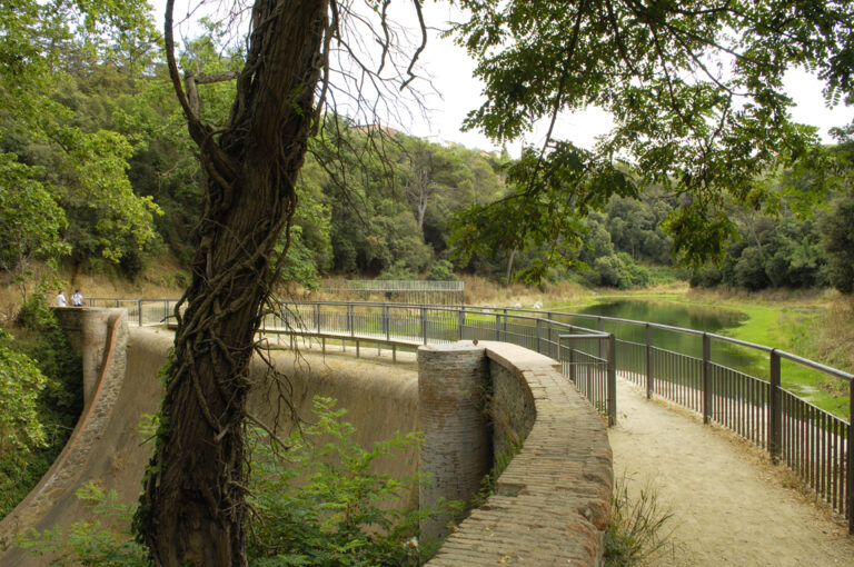 Barcelona protegeix nous exemplars d’arbres de Sarrià-Sant Gervasi