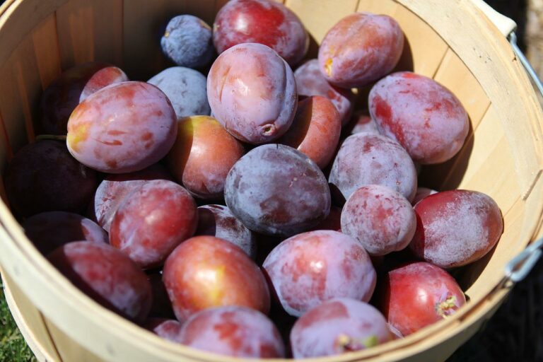 Els efectes saludables de menjar prunes i les múltiples varietats