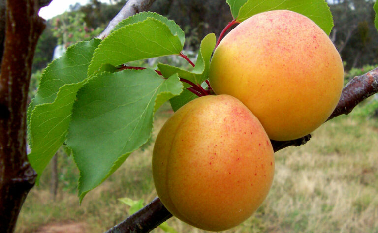 L’albercoc, una fruita estiuenca antioxidant