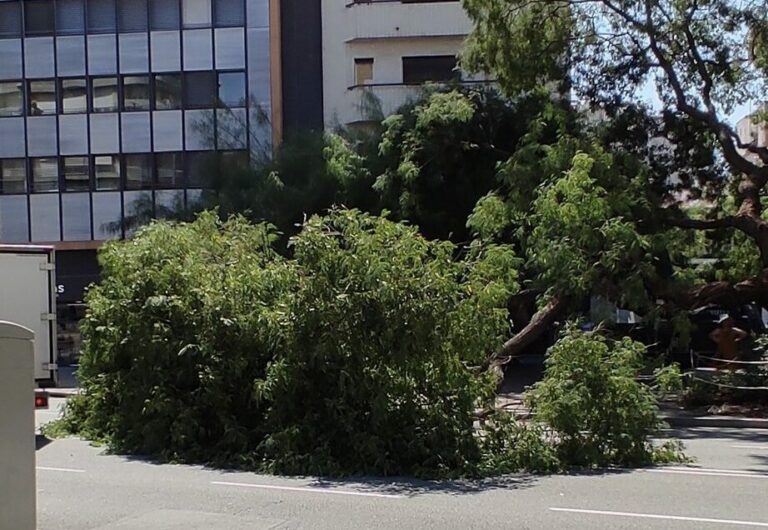 Cau una branca d’un arbre a plaça Molina i altera el trànsit