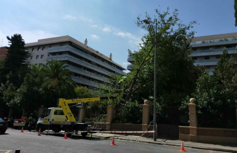 Indignació veïnal per la tala d’una gran morera als jardins de Can Senillosa