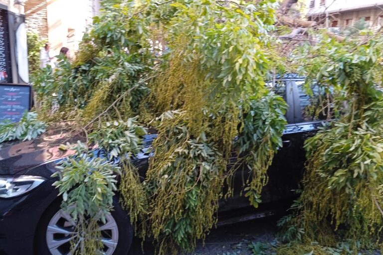 Cau la branca d’un arbre sobre un cotxe al carrer Bori i Fontestà