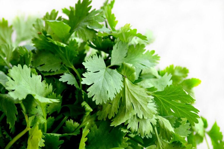 El julivert, un excel·lent vitamínic